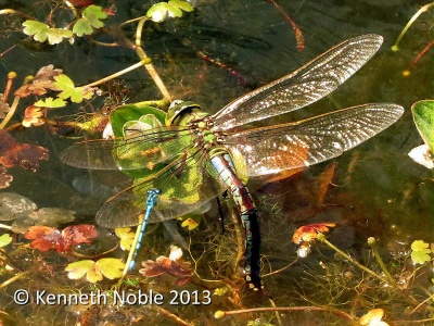 emperor (Anax imperator) female ovipositing - Kenneth Noble